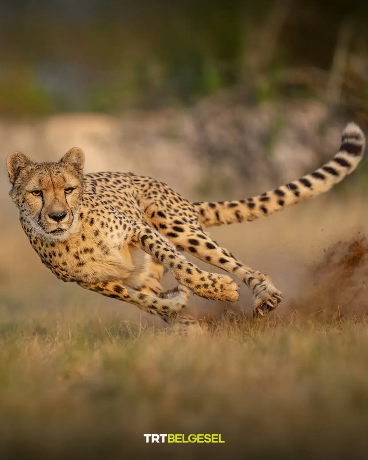 Çitaların Yüksek Hızda Manevra Kabiliyeti Bilim Dünyasını Hayrete Düşürüyor