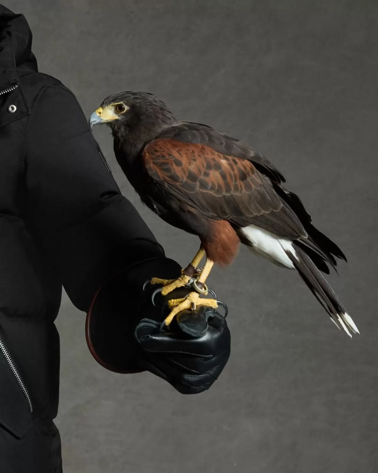 MACKAGE, Çok Yönlülük ve Zamansız Tasarımı 