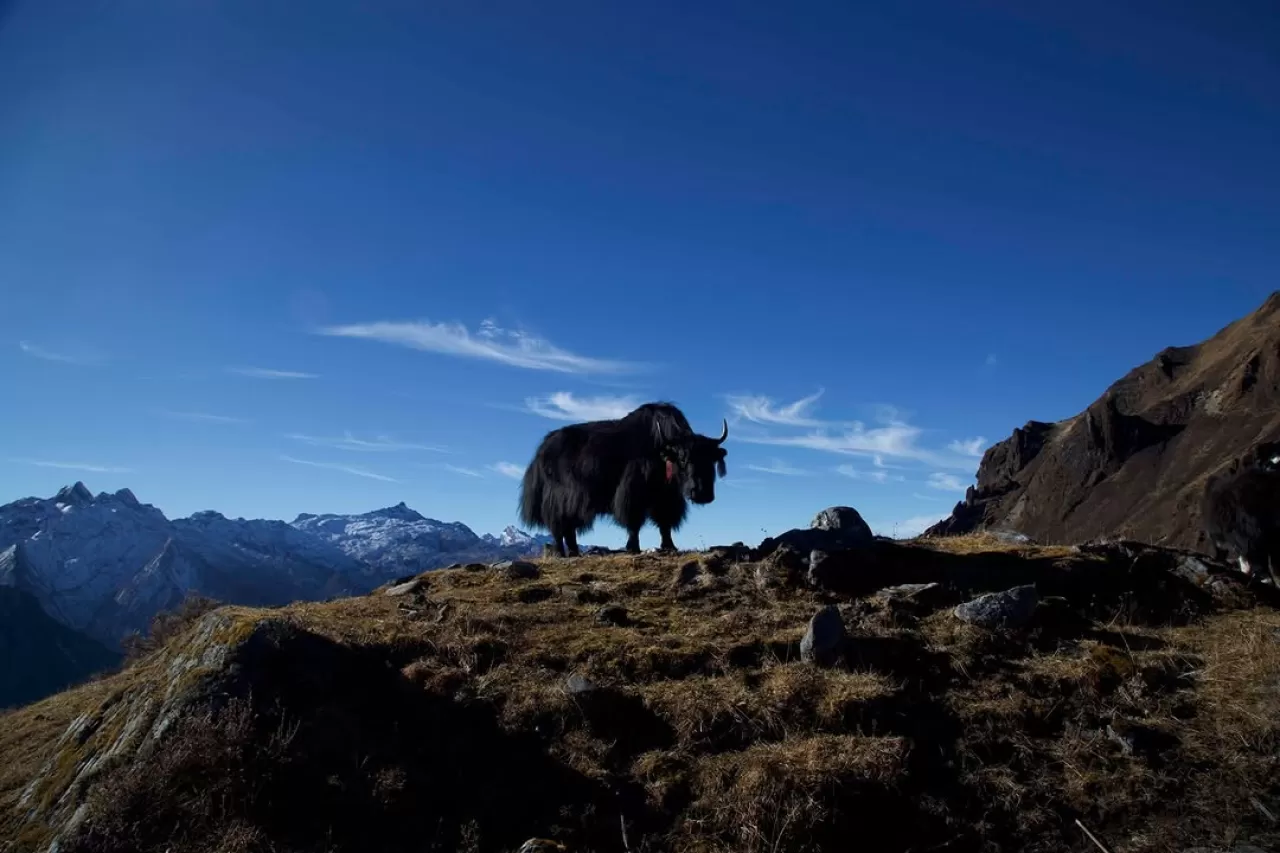 Nepal'deki Kutsal Nehirler ve Biyoçeşitlilik Hidroelektrik Projesi Tehdidi Altında