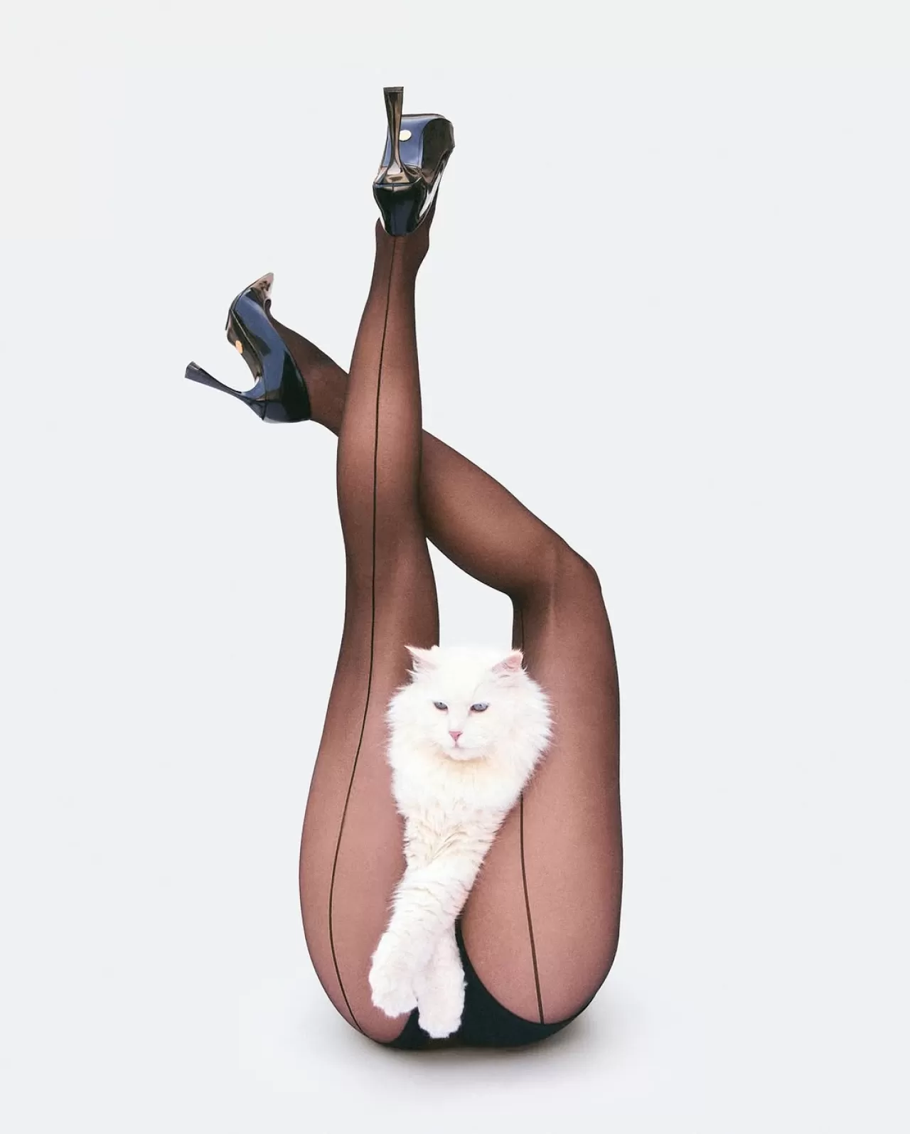 Stella McCartney, Battersea'yla İş Birliği Yaparak Sokak Kedileri İçin Farkındalık Yaratıyor