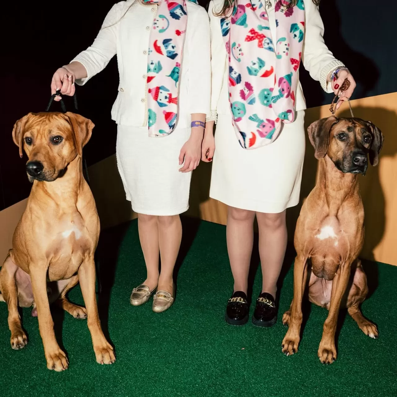 Westminster Köpek Şovu'nun 150. Yılında Rekor Katılım