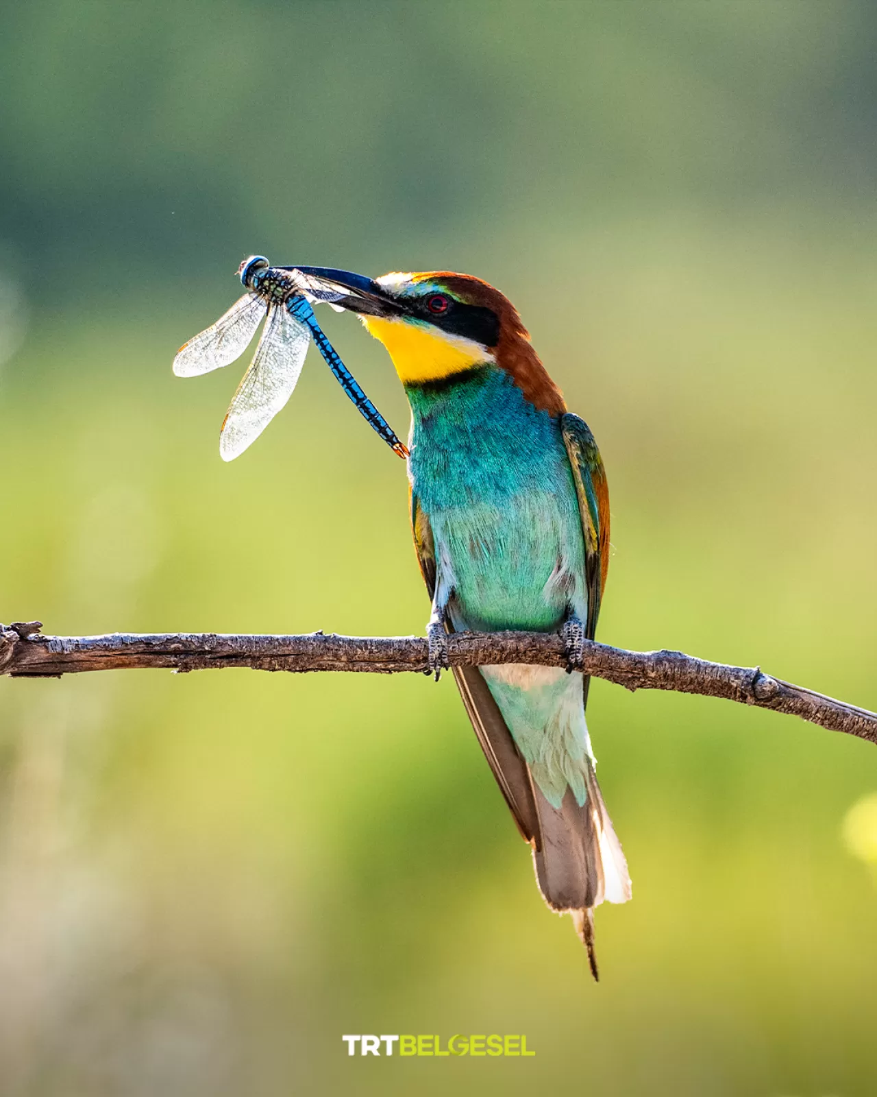 Arı Kuşları: Doğanın Renkli ve Çevik Böcek Avcıları