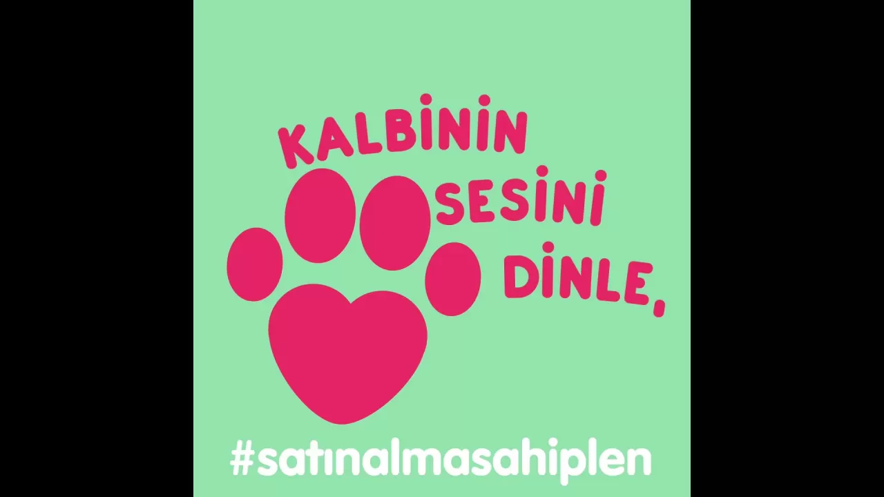 4 Nisan Dünya Sokak Hayvanları Günü'nde Sahiplenme Çağrısı