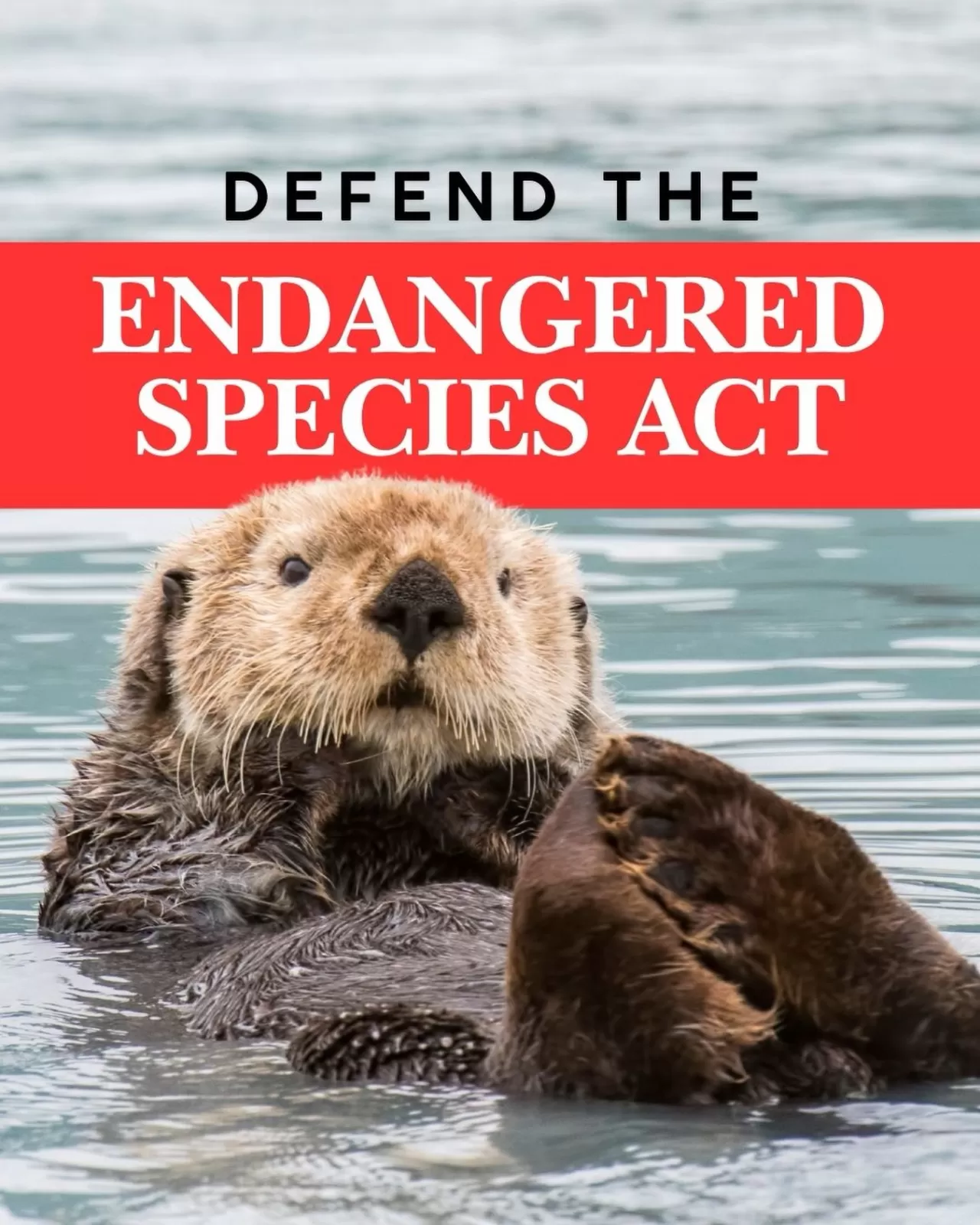 ABD Temsilciler Meclisi'nde Nesli Tükenen Türler Yasası Tehlikede: Oylama Bugün