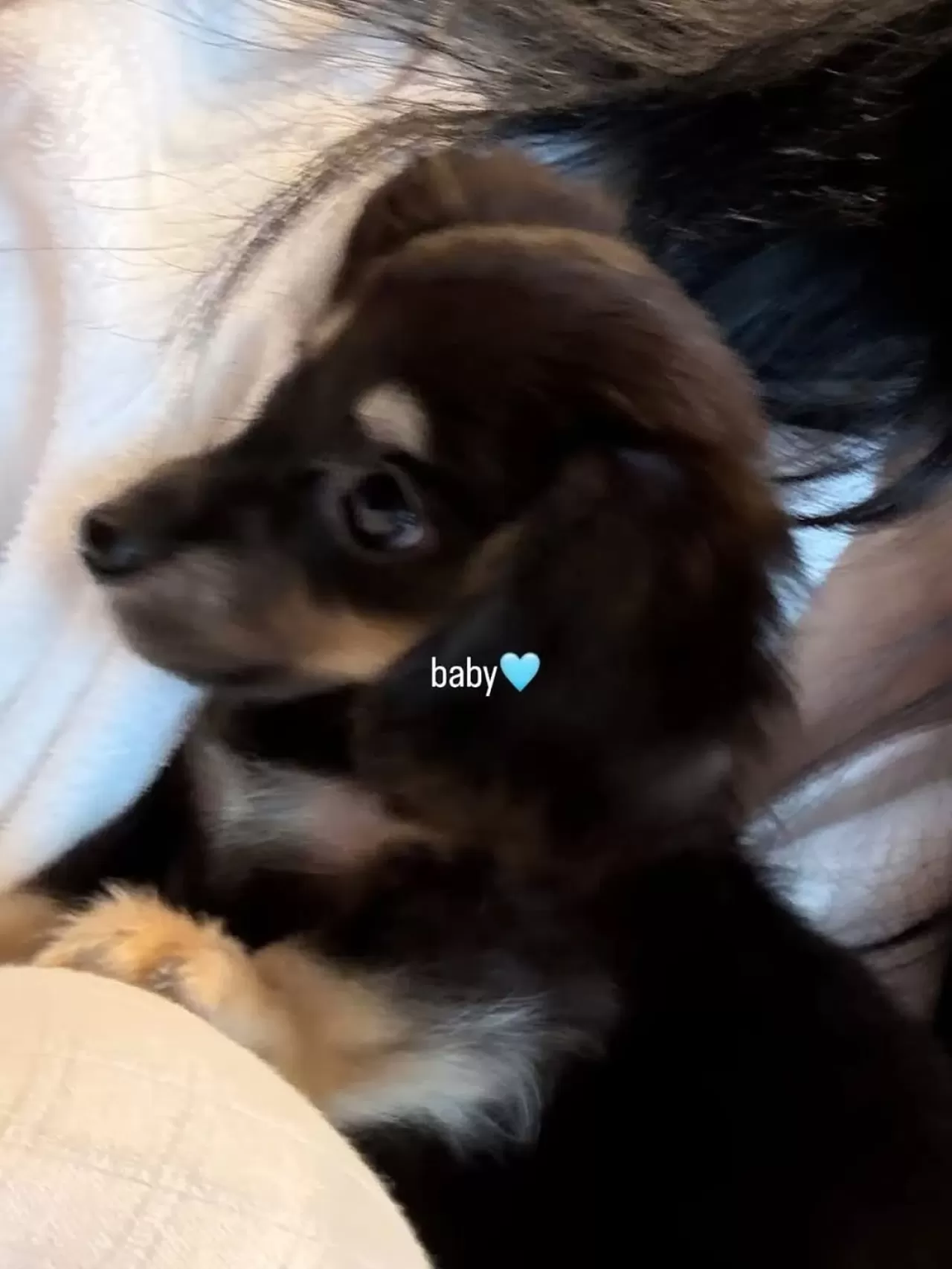 NINGNING Aespa'dan Yürekleri Eritecek Haber: Yavru Köpek Sahiplendi